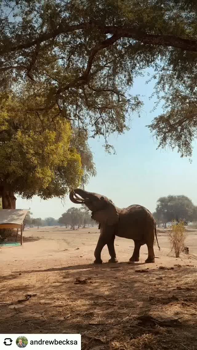 Get @reshare_app • @andrewbecksa Just another afternoon in @africanbushcamps Zambezi Expeditions Camp on the @wildeyesa #ManaPools Safari. 
It’s not uncommon for elephants to visit camp in the heat of the day and today is just one of those days! 
Have you ever seen an elephant stretch like this?
#WildEyeSA
#ThisIsWhyWildEye
#ChangeTheWayYouSeeTheWorld
#elephant #wildlife #wildlifephotography #travel #africansafari